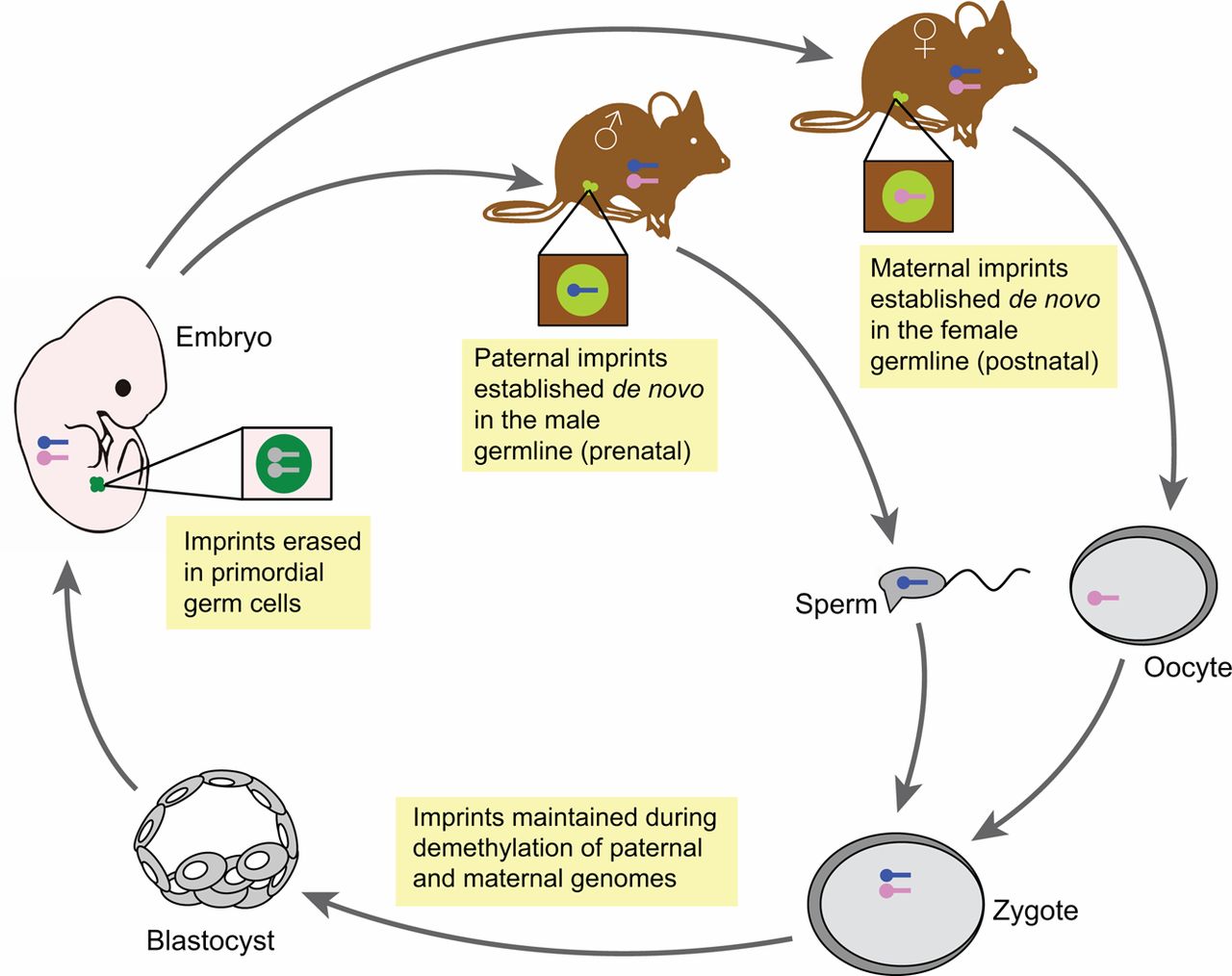 04-BioReview/epidev01.jpg