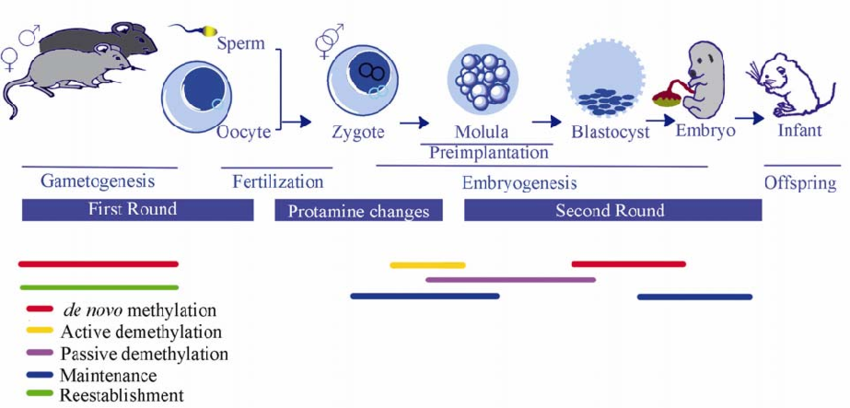 04-BioReview/epidev02.png