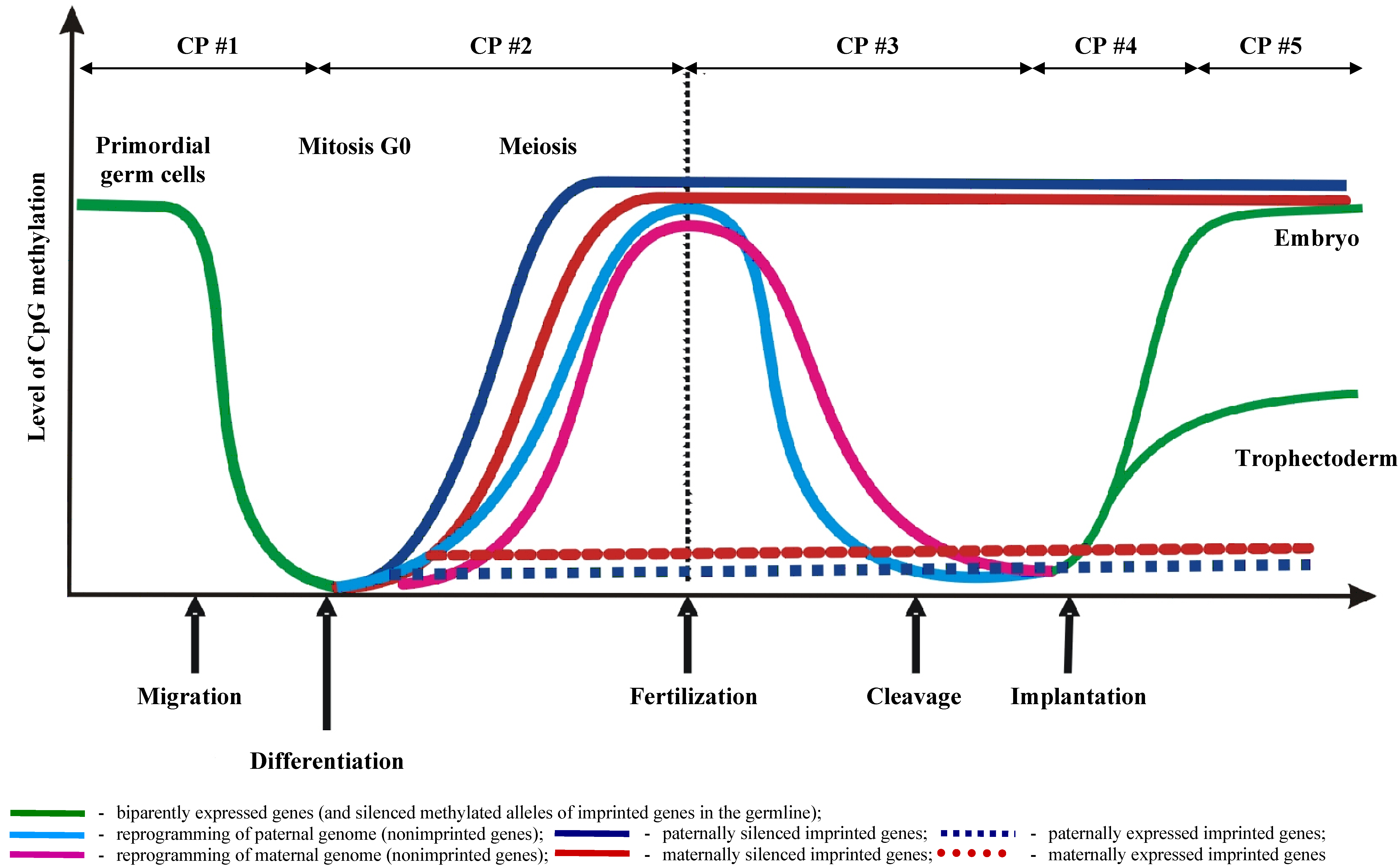 04-BioReview/epidev03.png