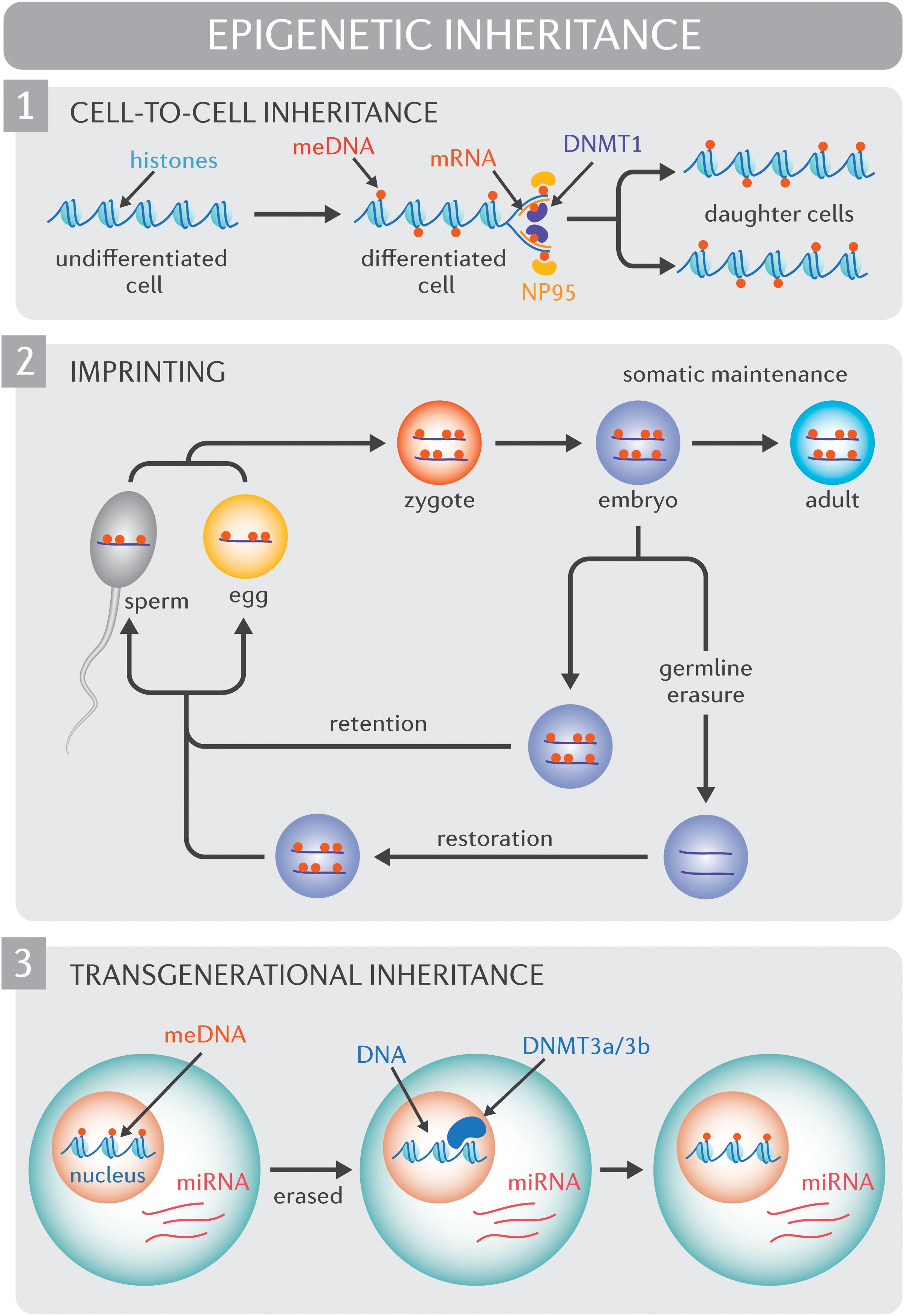 04-BioReview/epidev04.jpg