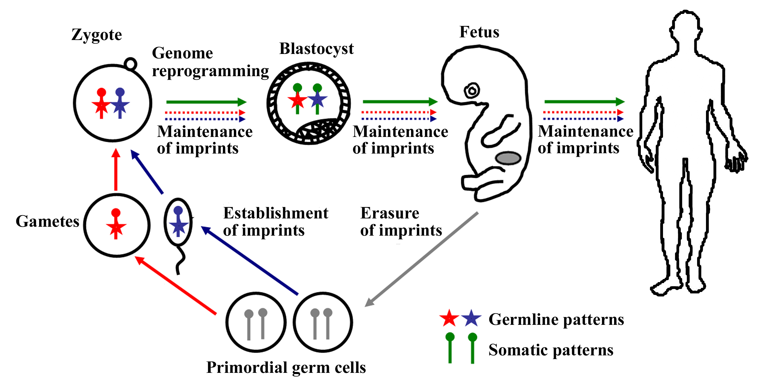 04-BioReview/epidev05.jpg