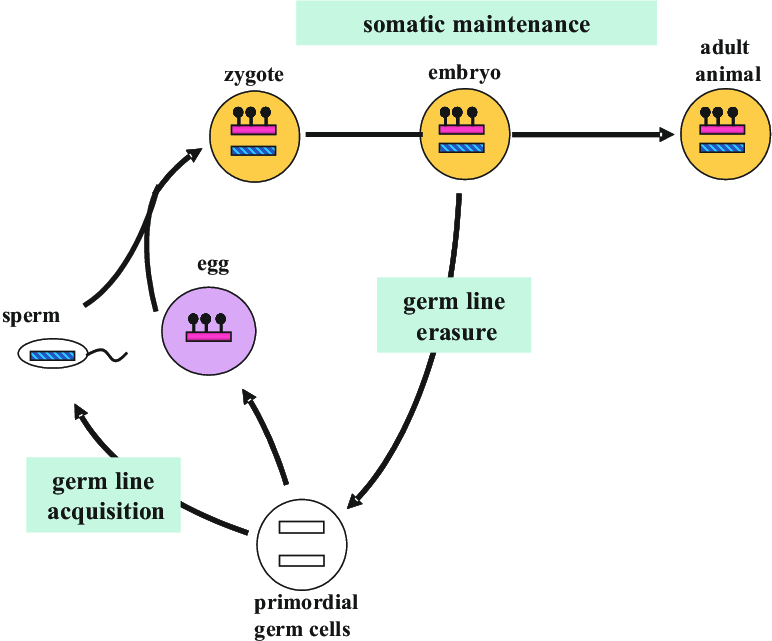 04-BioReview/epidev06.png