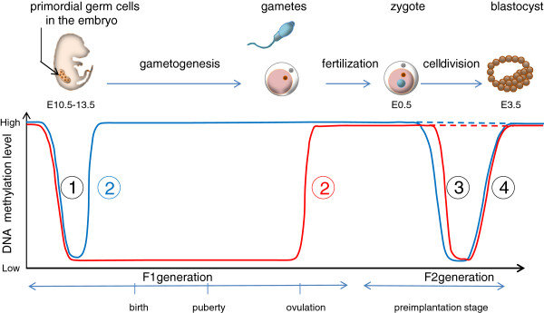 04-BioReview/epidev07.png