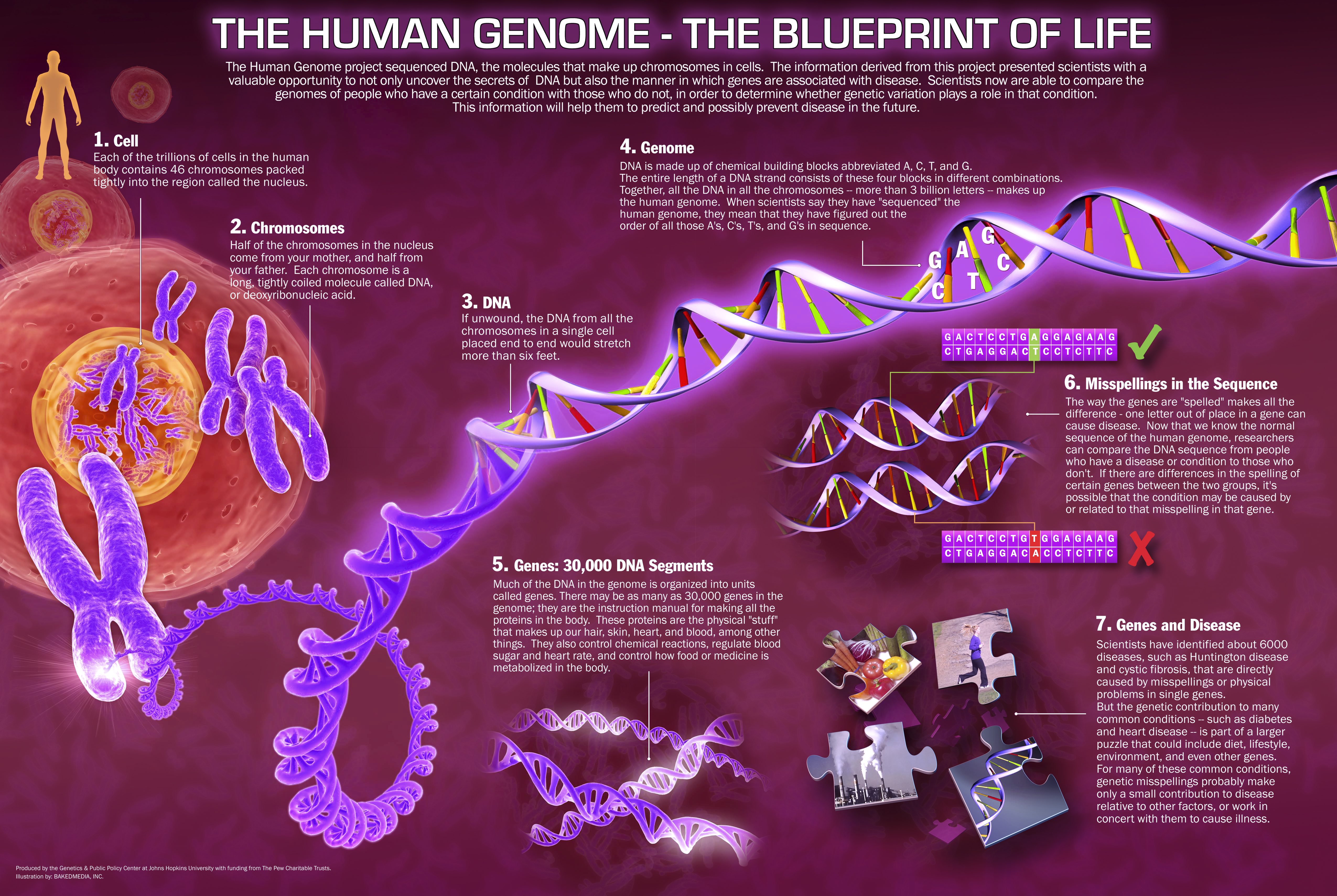 05-BioInfoBasics/Pic_1-The-Human-Genome-1.jpg