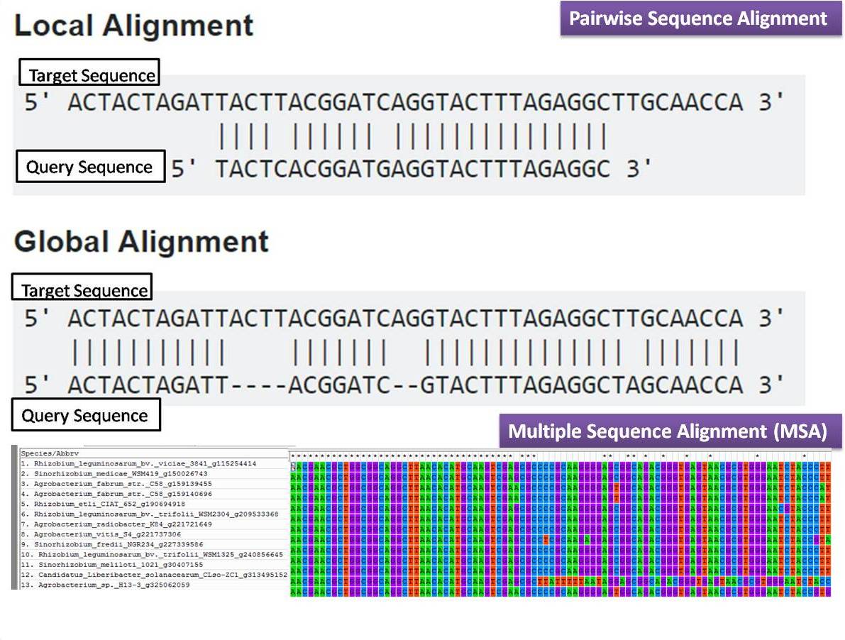 05-BioInfoBasics/alignment-types.jpg