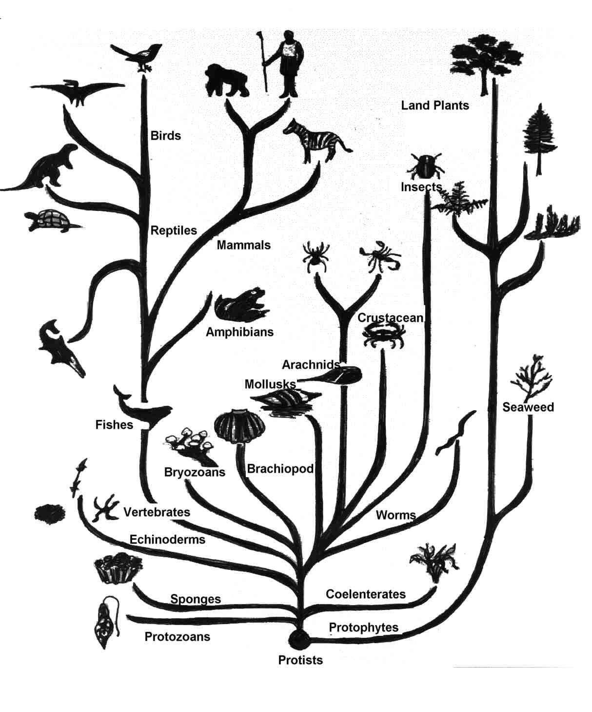 05-BioInfoBasics/tree.jpg