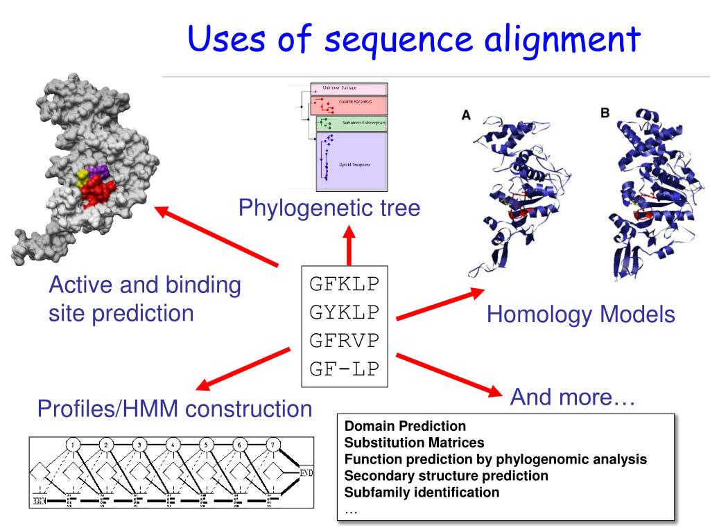 05-BioInfoBasics/uses-of-sequence-alignment-l.jpg