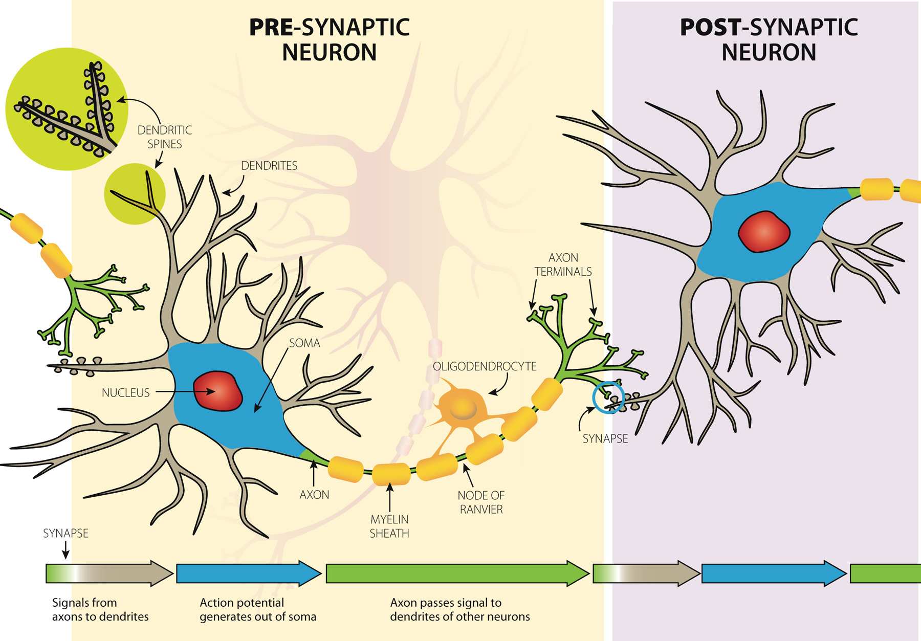 17-NeuralNetworks/Neuroplasticity-Intact-Brain-Figure81.jpg