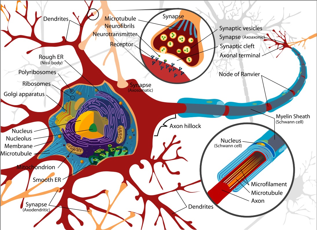 17-NeuralNetworks/complete_neuron.png