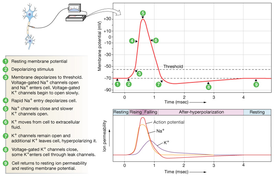 17-NeuralNetworks/image33.png