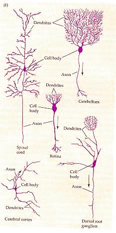 17-NeuralNetworks/neurons0.jpg