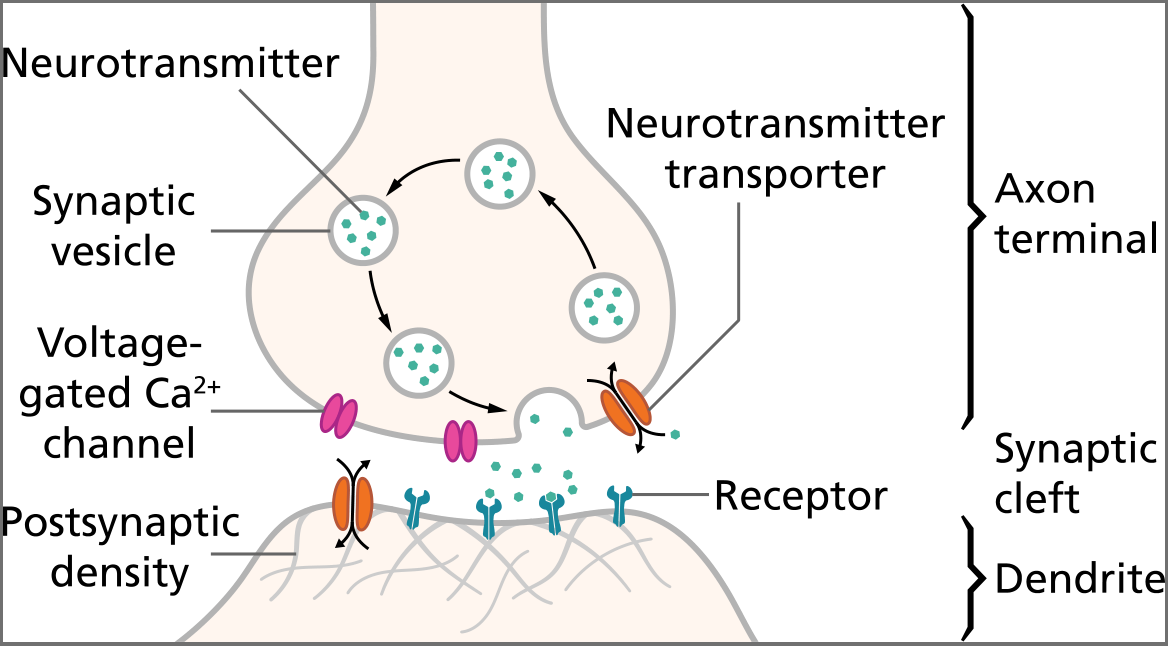 17-NeuralNetworks/synapse_schematic.png