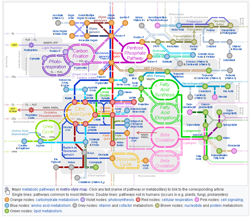 22-BioNetworks/Metabolic_network.jpg