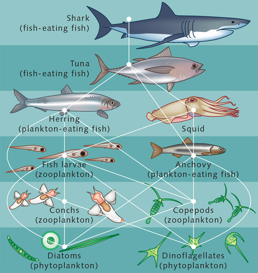 22-BioNetworks/foodweb.jpg