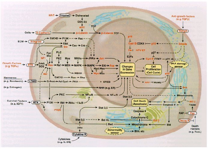 22-BioNetworks/pasted_image002.png