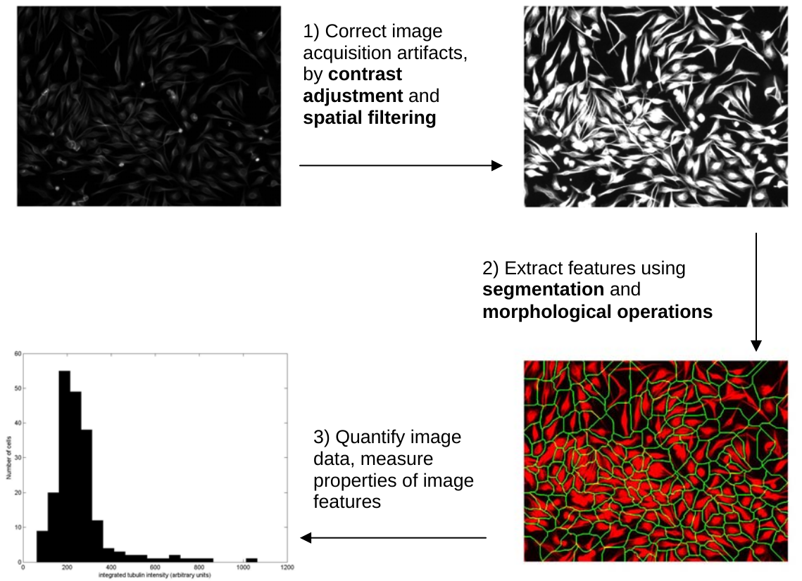 BioImage/process.png