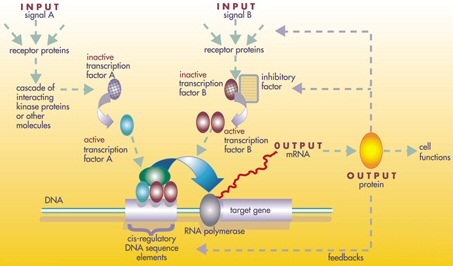 BioNetworks/Gene_Regulatory_Network.jpg