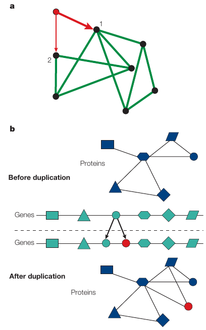 GraphTheory/preferential.png