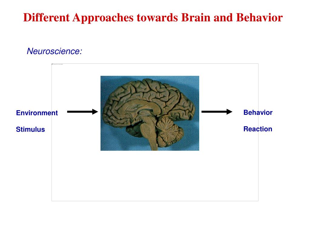 01-ComputationalProblems/neuroscience-l.jpg