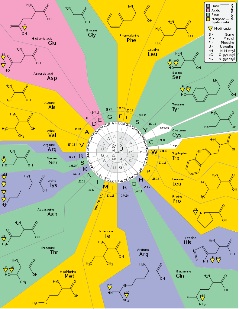 02-BioAnalogyOrigins/791px-GeneticCode21-version-2.svg.png