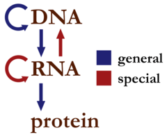 02-BioAnalogyOrigins/Centraldogma_nodetails.png