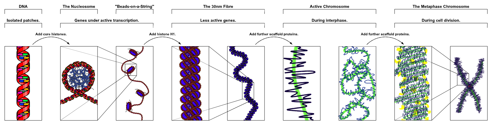 02-BioAnalogyOrigins/Chromatin_Structures.png