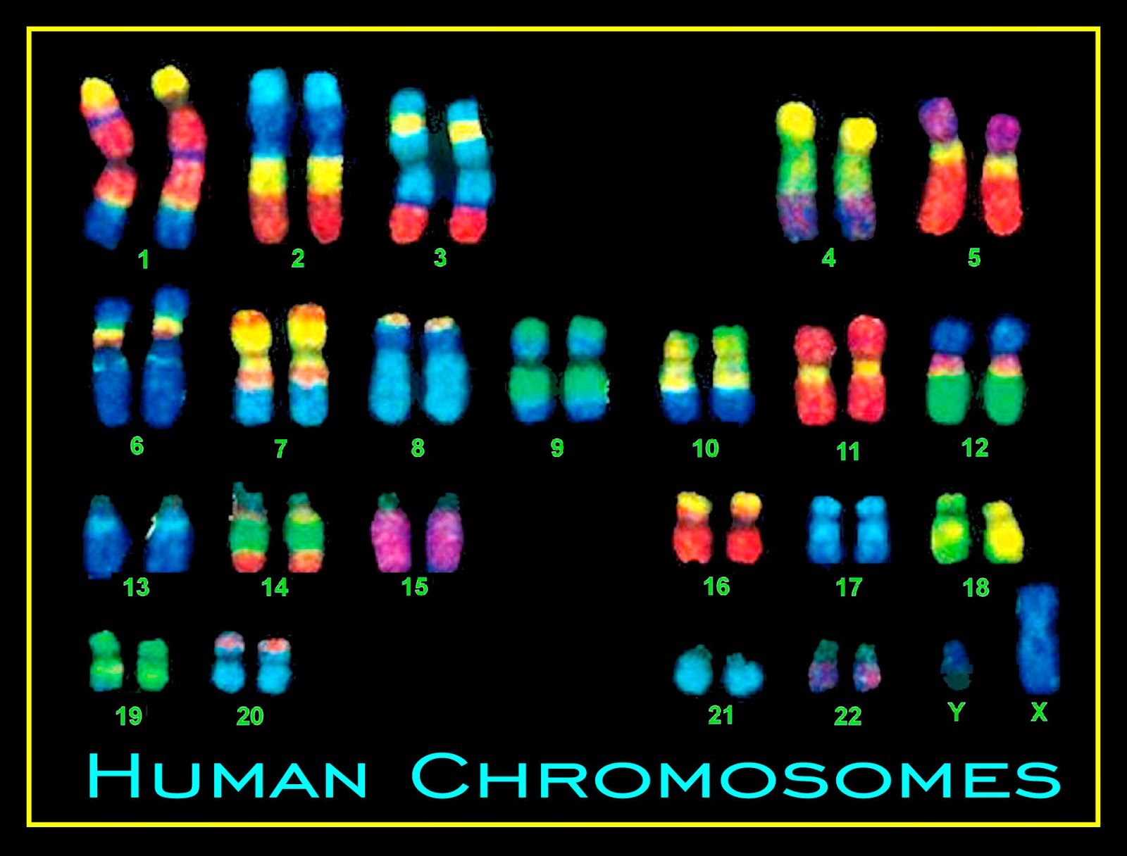 02-BioAnalogyOrigins/Human-Chromosomes.jpg