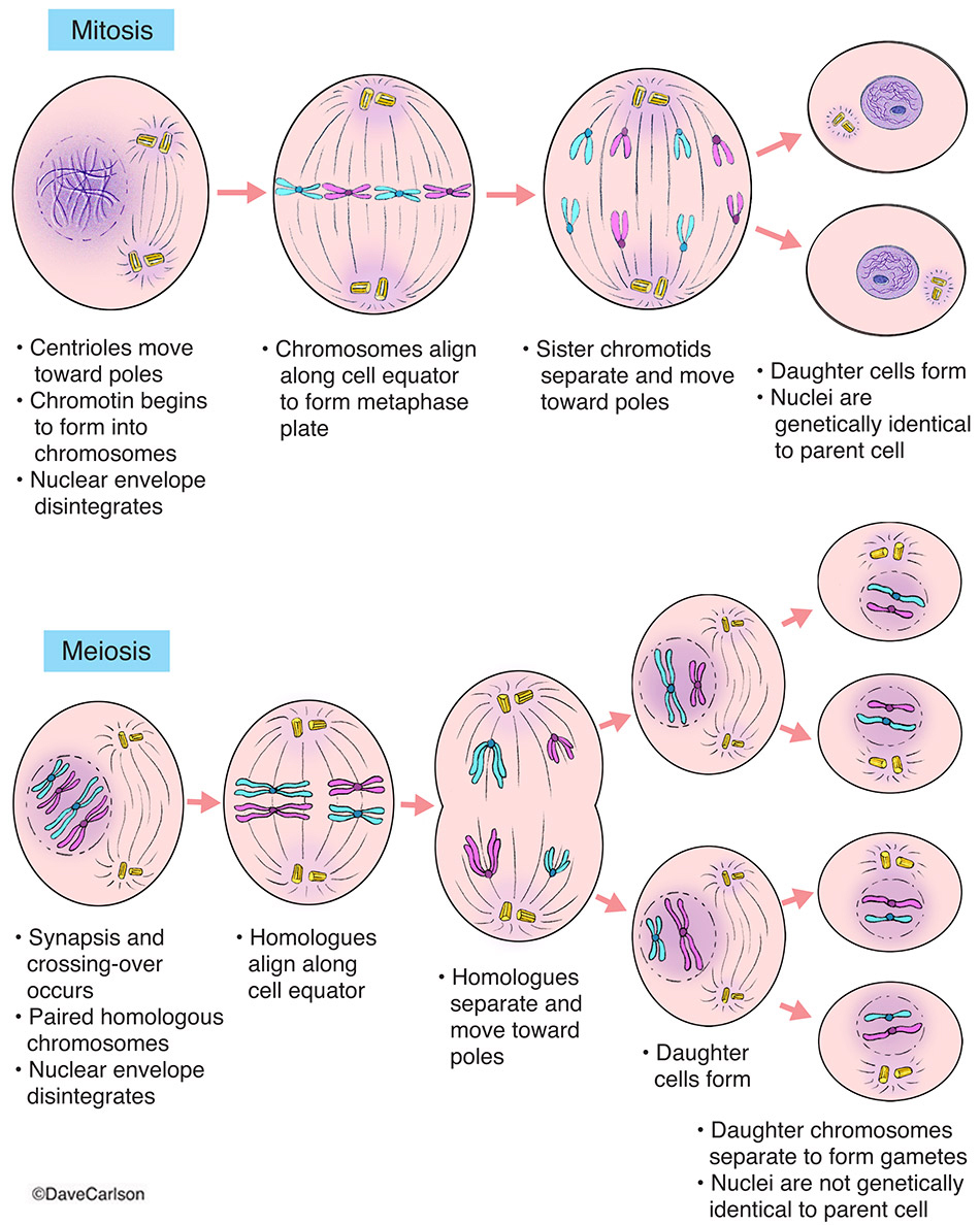 02-BioAnalogyOrigins/Mitosis-vs-Meiosis.jpg