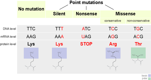 02-BioAnalogyOrigins/Point_mutations-en.png