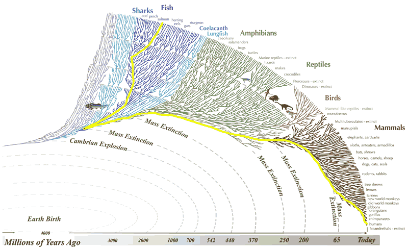 02-BioAnalogyOrigins/evo1.png