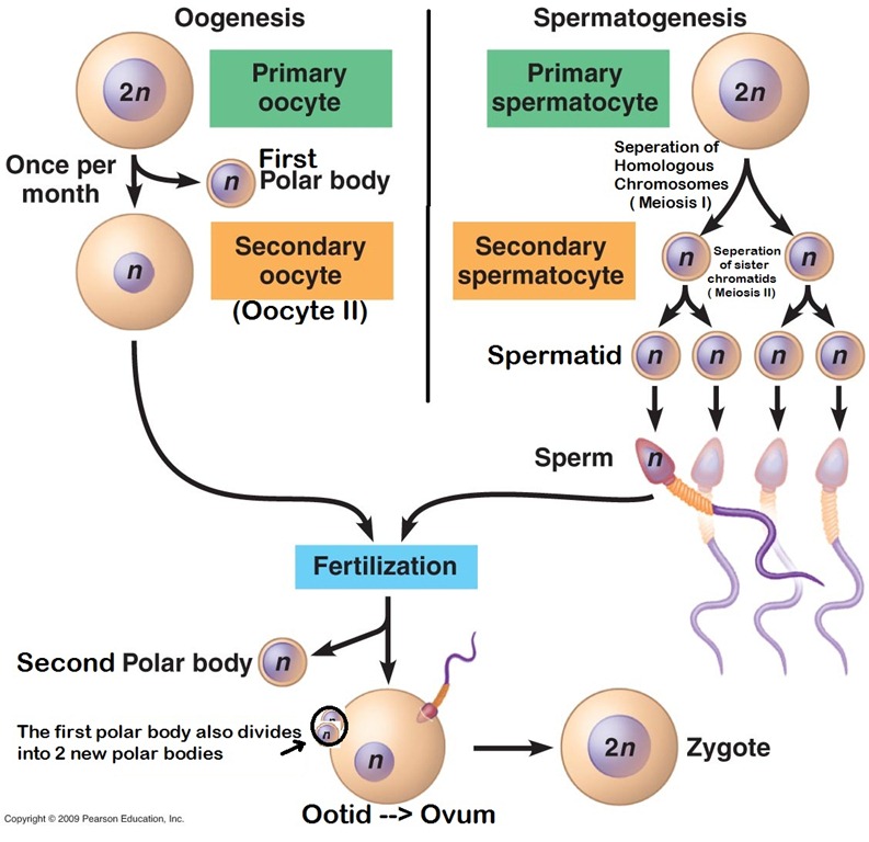 02-BioAnalogyOrigins/genotype_phenotype.jpg