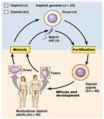 02-BioAnalogyOrigins/haploid-diploid-sex.jpg