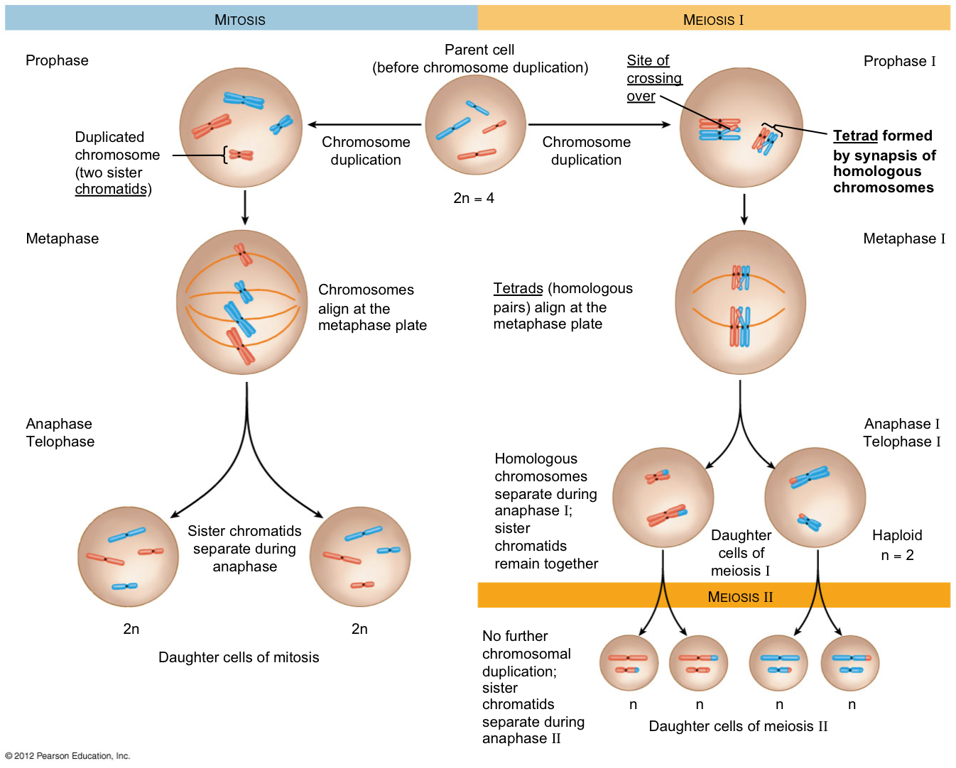 02-BioAnalogyOrigins/meiosis_vs._mitosis1315851705371.png