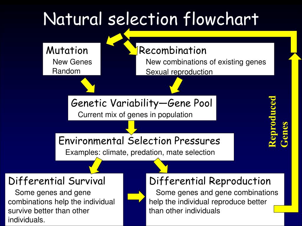 02-BioAnalogyOrigins/natural-selection-flowchart-l.jpg