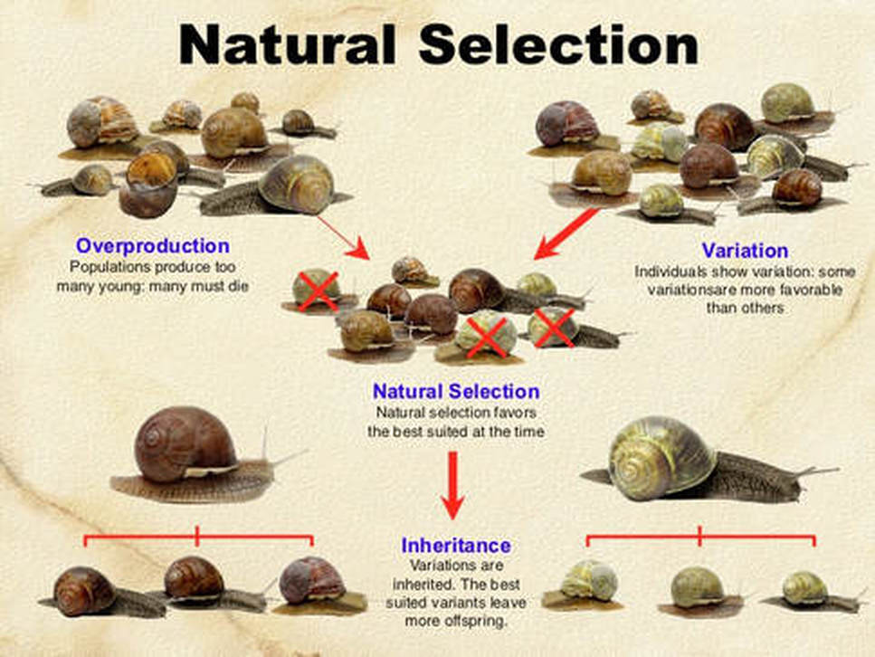 02-BioAnalogyOrigins/natural-selection.jpg