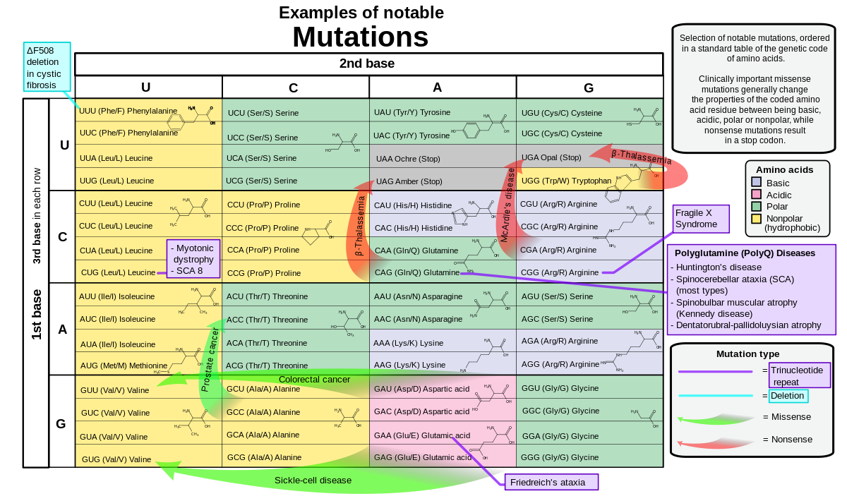 BioAnalogyOrigins/1200px-Notable_mutations.svg.png