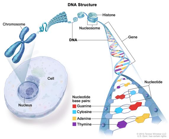 BioAnalogyOrigins/CDR761781-571.jpg