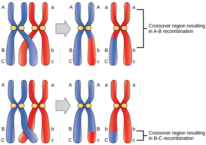 BioAnalogyOrigins/evo6.png