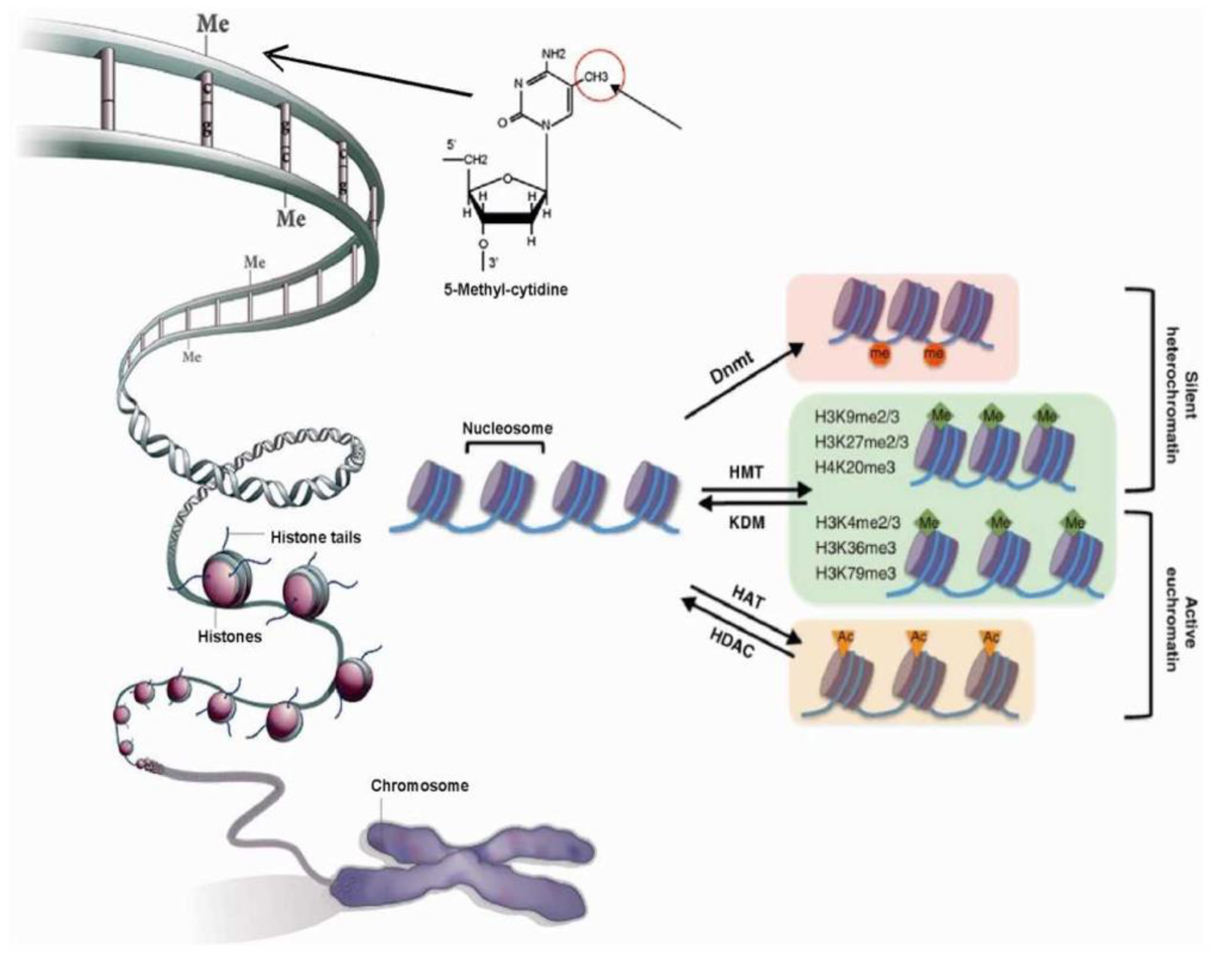 BioAnalogyOrigins/genes.png