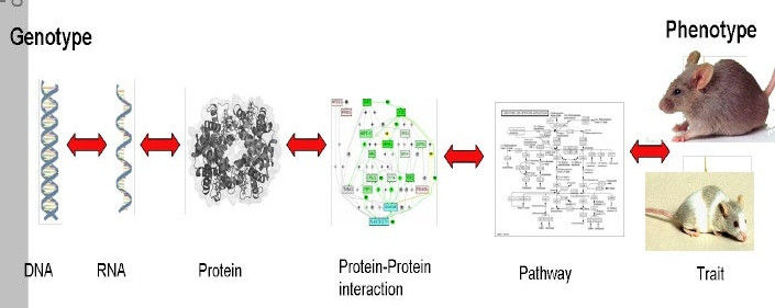 BioAnalogyOrigins/genetophenotype.jpg